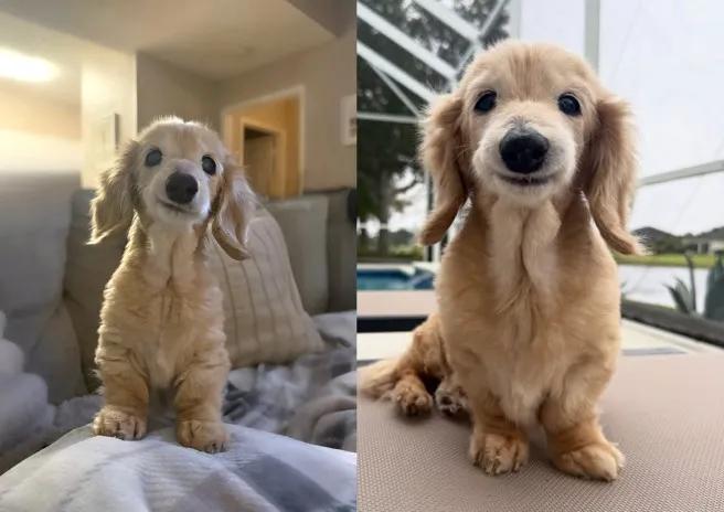 因缺牙总是对人笑！全球“最爱笑狗狗Bella”离世

曾以“全球最爱笑狗狗”风靡