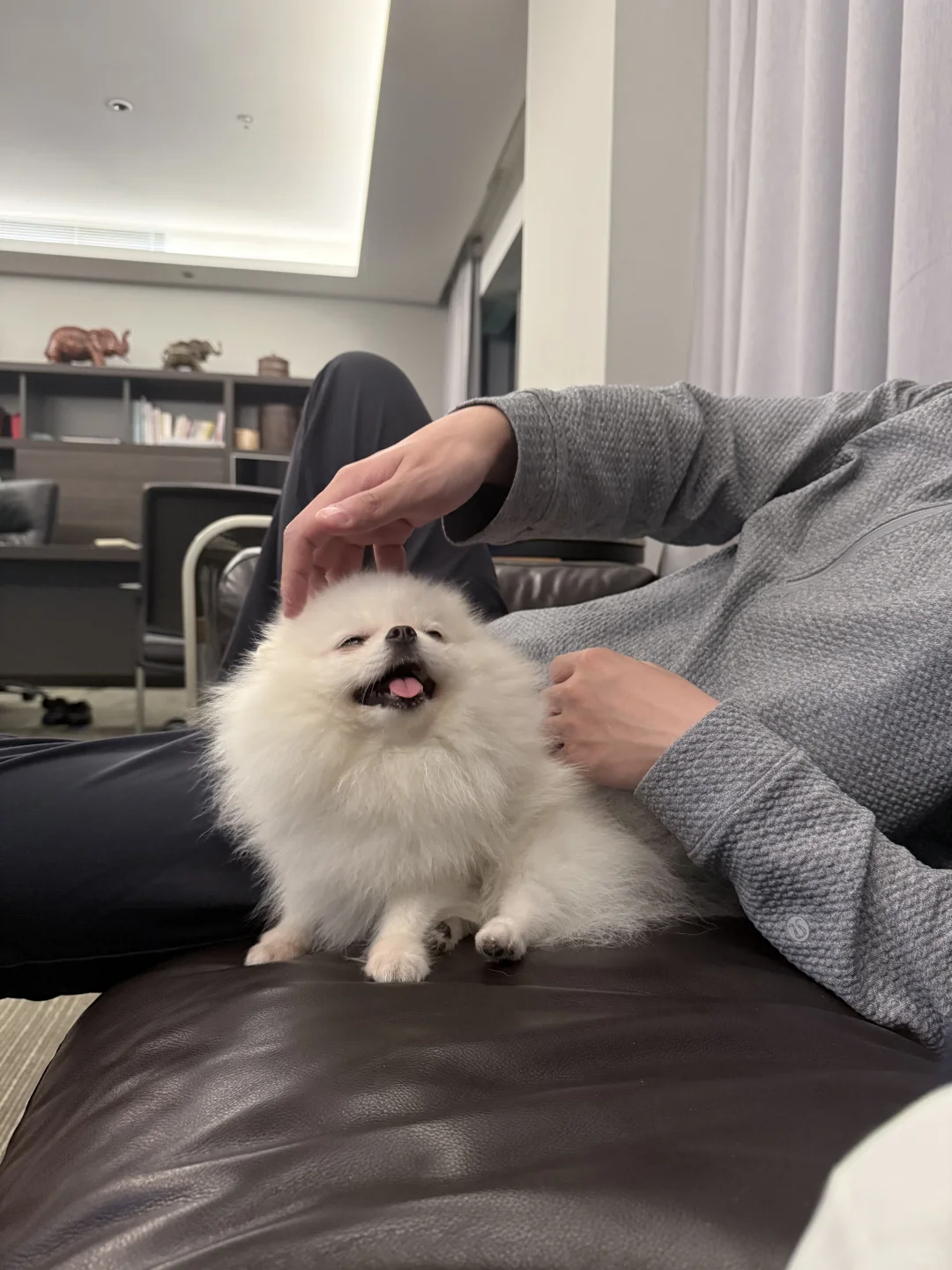 小狗喜欢被摸头头