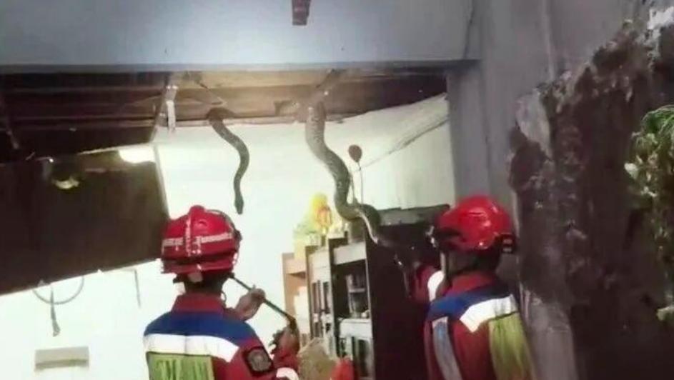 雅加达一居民家中天花板竟成了“蛇窝”，消防人员拆除天花板进行抓捕，一次就逮住了三