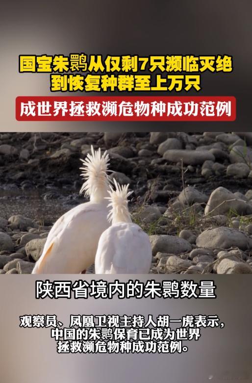 为什么说朱鹮是中国国宝发现新主播 朱鹮，地球上的活化石！中国成功保育朱鹮，给全球