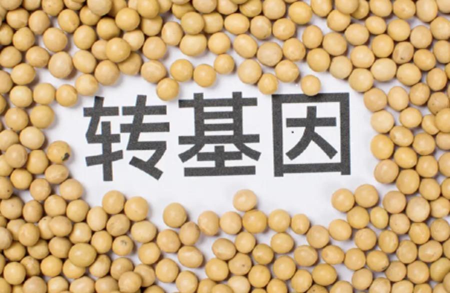 美国是全球最大的种植转基因作物生产国。中国却是全球最大的转基因进口国和消费国。俄