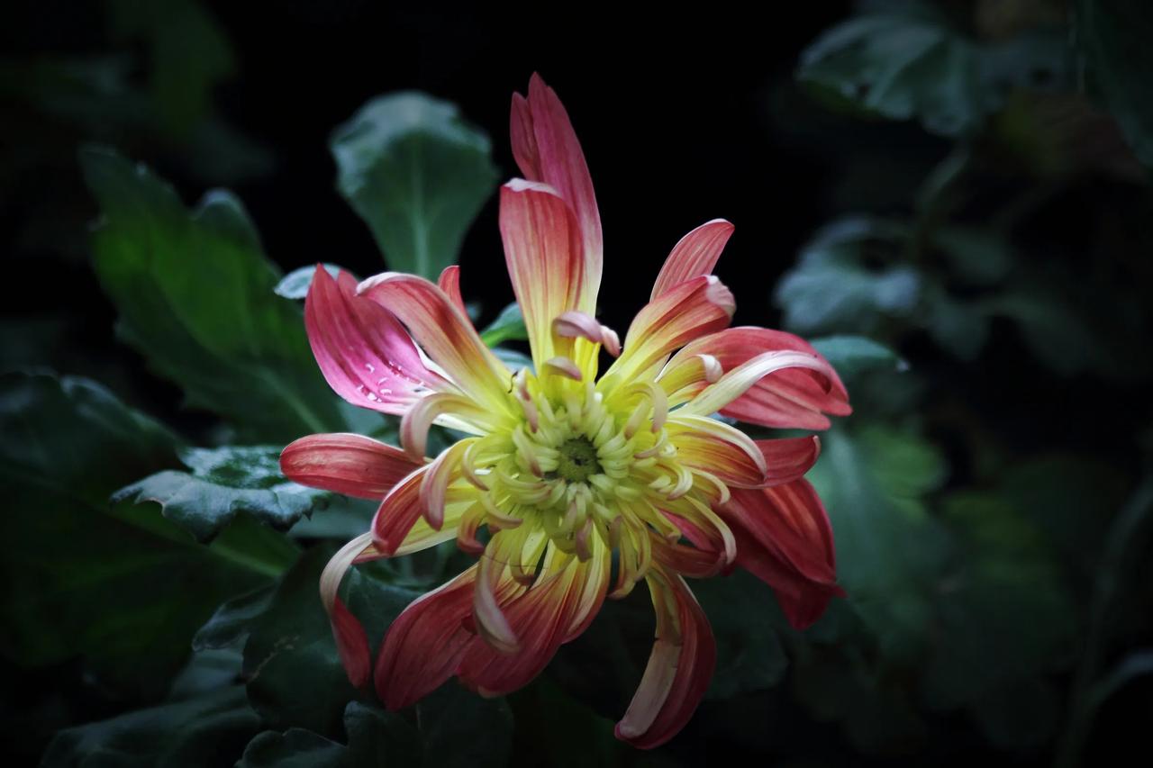 最近看菊花看得都有些视觉疲劳了。不过，这次拍得真好！[赞][赞][赞]