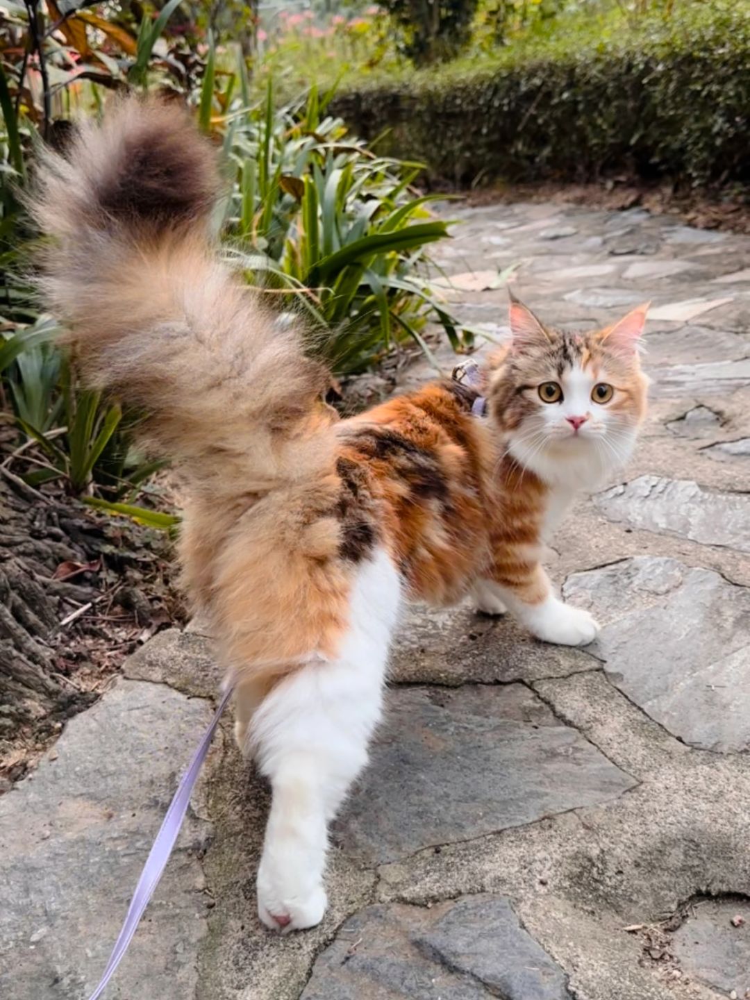 觉得我的小猫很漂亮 是亲妈滤镜吗