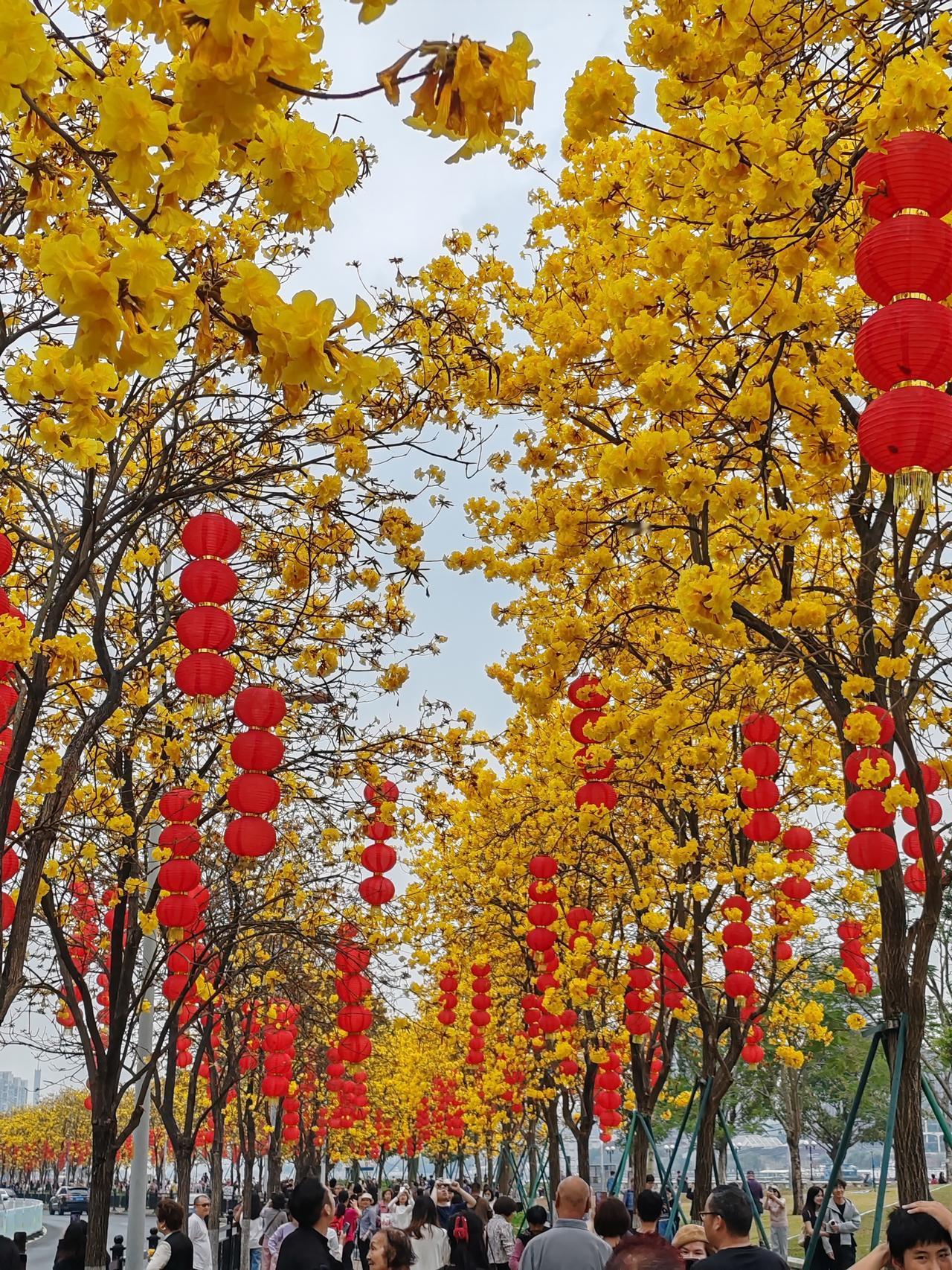 晒一晒随手一拍美丽的花朵