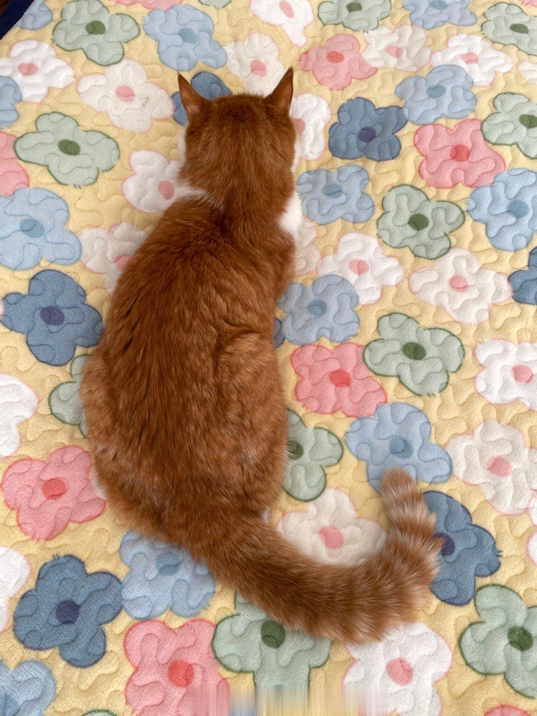 #萌宠那些事[超话]# 花花朵朵里的淡定小猫咪，很拽。 ​​​