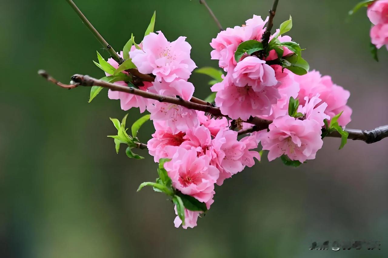 踏莎行：百花争艳
桃沐霞光，杏沾晨露。海棠相约情深处。紫荆芍药抹浓妆，杜鹃依旧芳