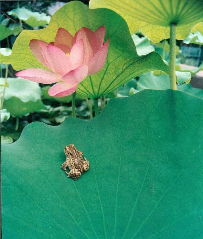 老歌经典 一藕一莲一荷花