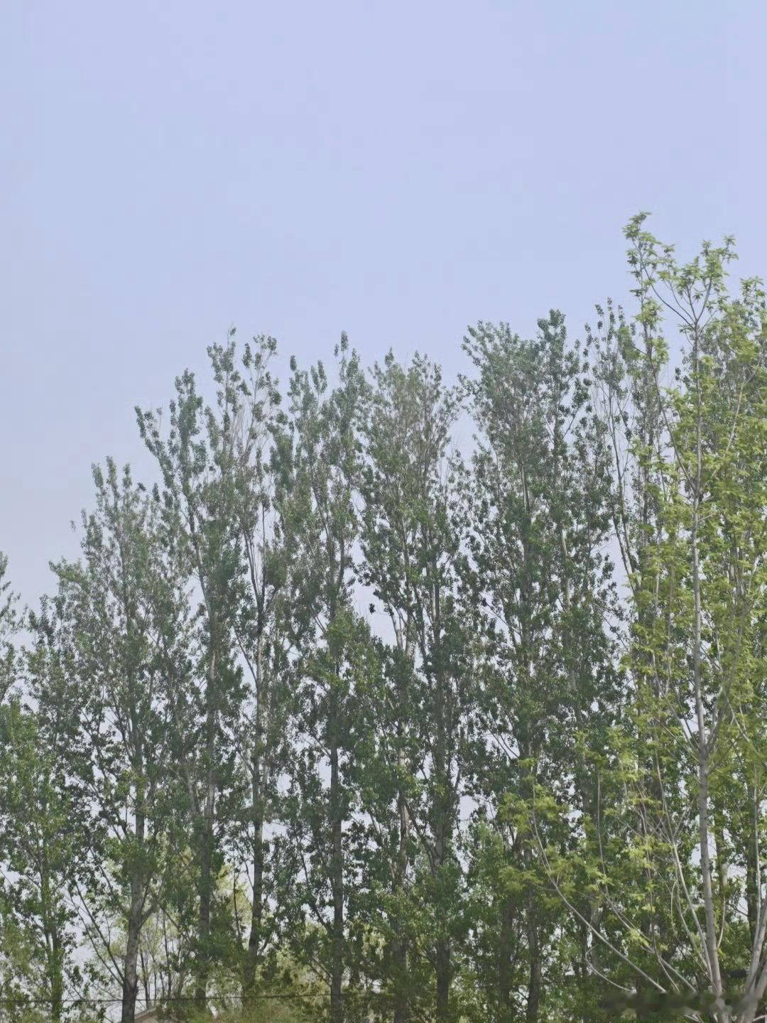 大哥我肯定不能去打扰你，毕竟咱俩不在一个城市，我自己找个小树林看直播可以吧