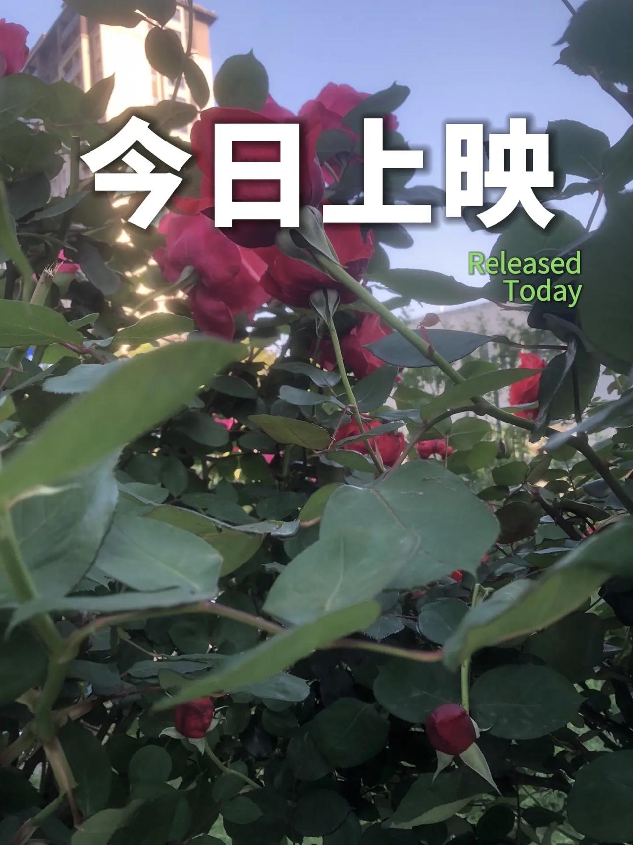 最美月季花 随手一拍都是美景 原创视频