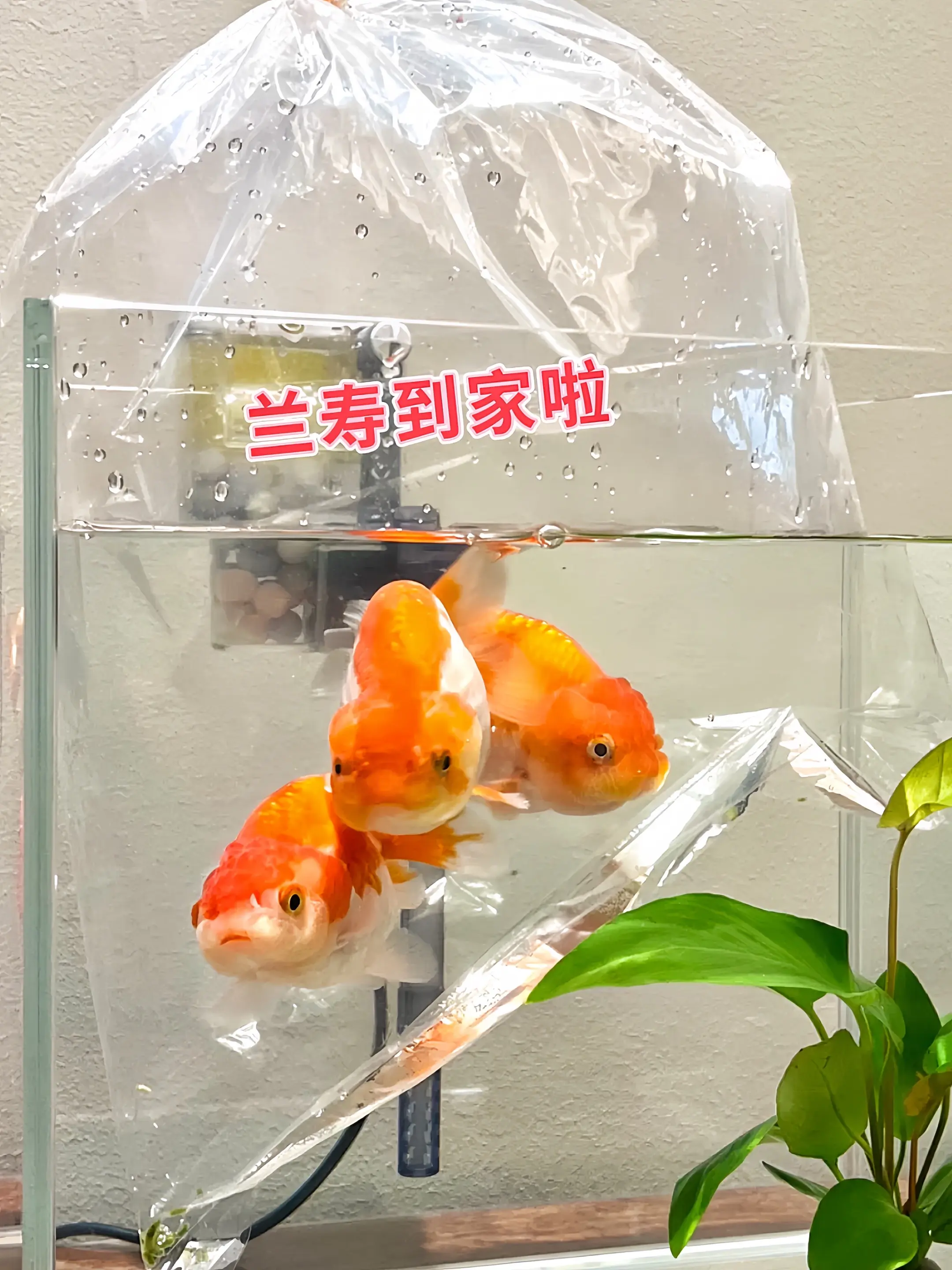 天生贵族，雍容之姿：兰寿金鱼以圆润饱满的身躯、流畅如新月的背部曲线惊艳...