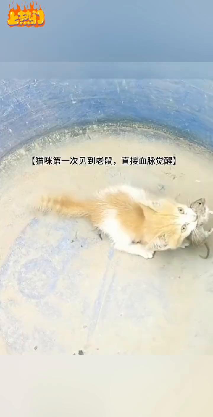 猫咪第一次见到老鼠，直接血脉觉醒。
喜欢就点个关注吧！