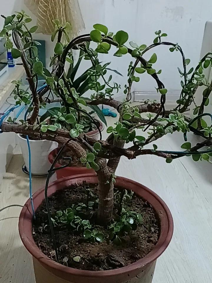 这是一盆刚刚成型的老桩金枝玉叶彩虹式花篮。