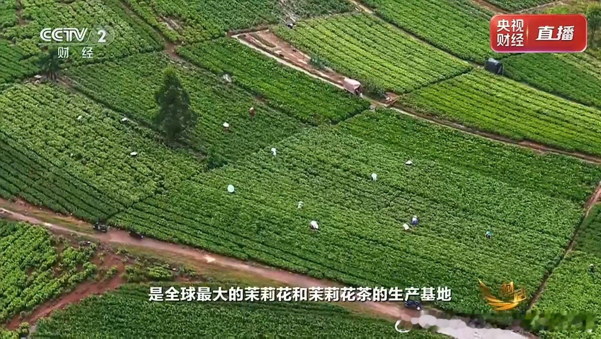 钟睒睒认为电商平台本质就是中间商广西横州这个名不见经传的地方，竟然是全世界茉莉花