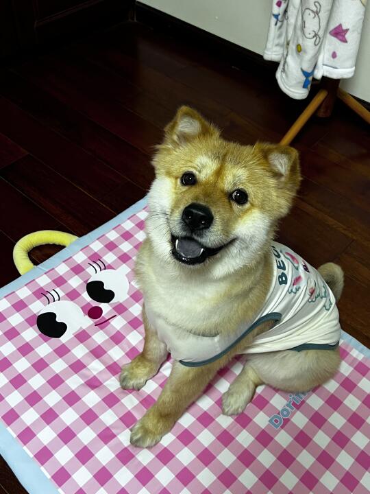 小狗新衣服