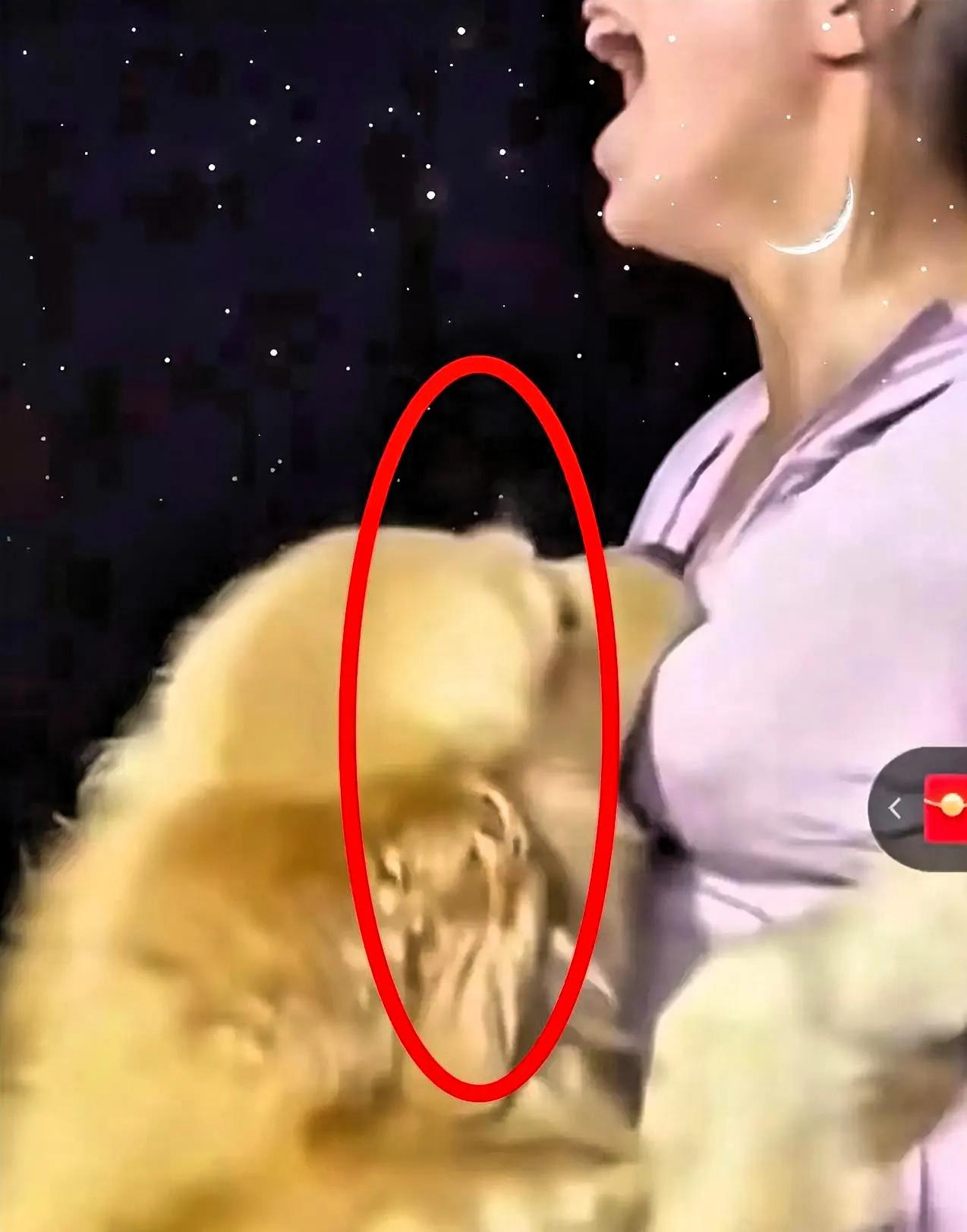 男人好不心酸！现在有的狗过得比不少男人还滋润，简直把男人的理想生活全占了——有专