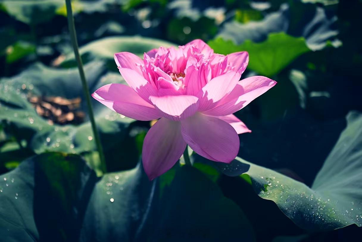 赣莲飘香广昌路上2026广昌莲花旅游文化节【上天育种、下地生莲 广昌莲种种出全国