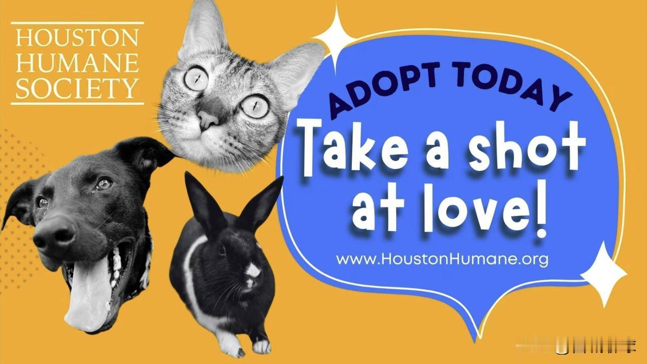 火箭宠物大赛[比心]