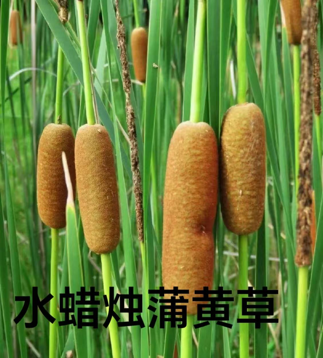 健康小常识：人“控制不住看手机” 并非单纯意志力薄弱，而是身体和谐被打破后的外在