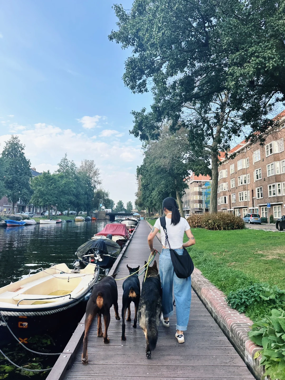 🇳🇱三狗闪现阿姆