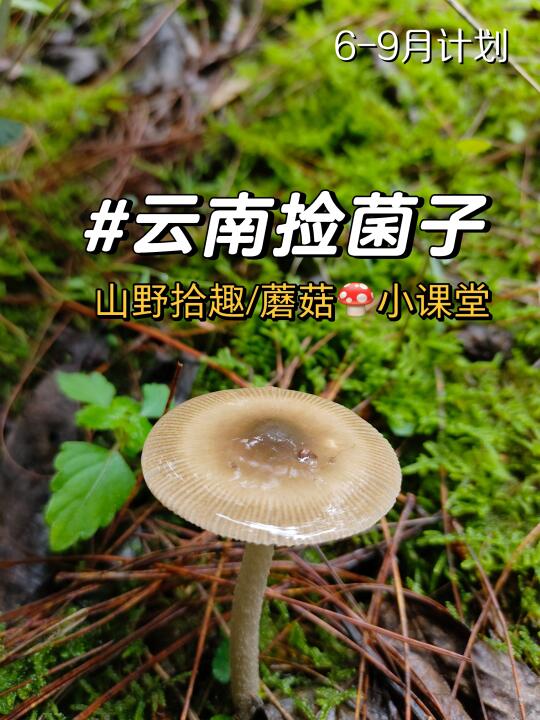 云南捡菌子｜寻觅山野精灵🍄‍🟫🍄亲近大自然