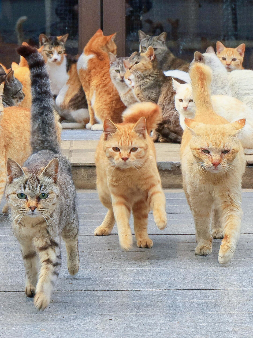田园猫真是yyds
