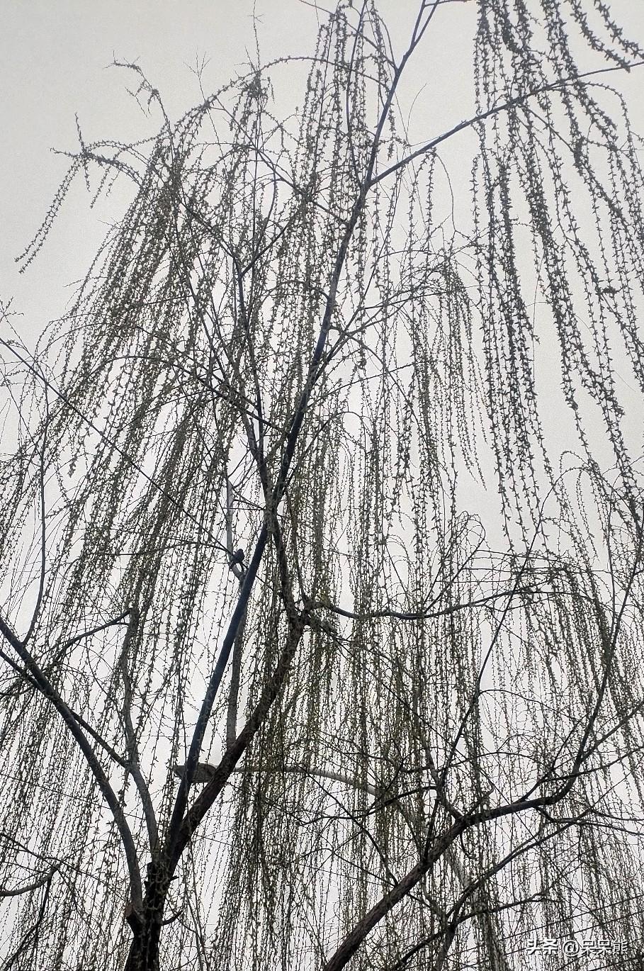 很多人天天把“随缘”挂嘴边，好像不争不抢、顺其自然就是通透。可说实话，随缘真没那