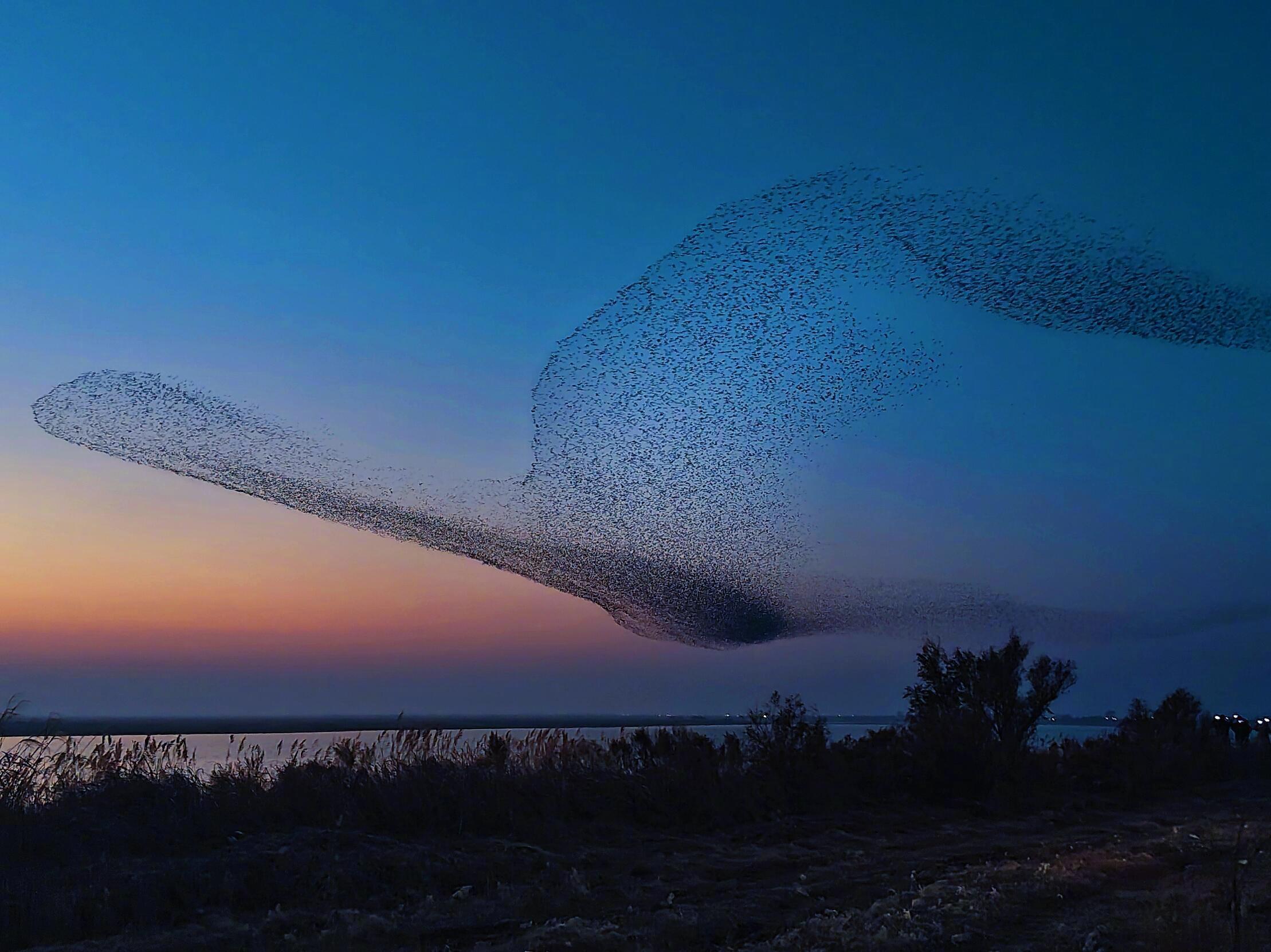 北冥有鱼竟然是真的 进入12月，候鸟迁飞正当时～近日山东东营黄河入海口湿地，观测