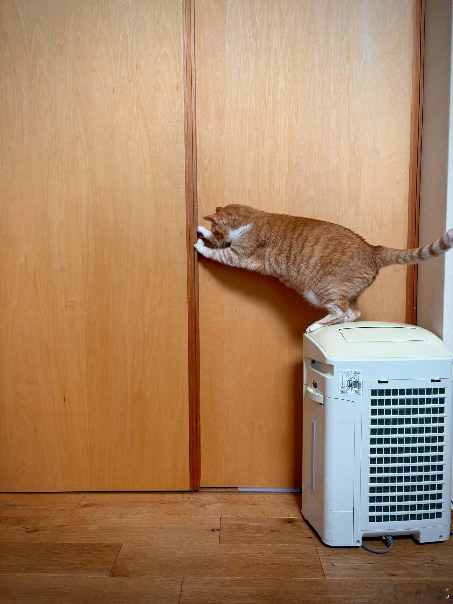 拼尽全力 想要打开门的小猫咪[喵喵] ​​​