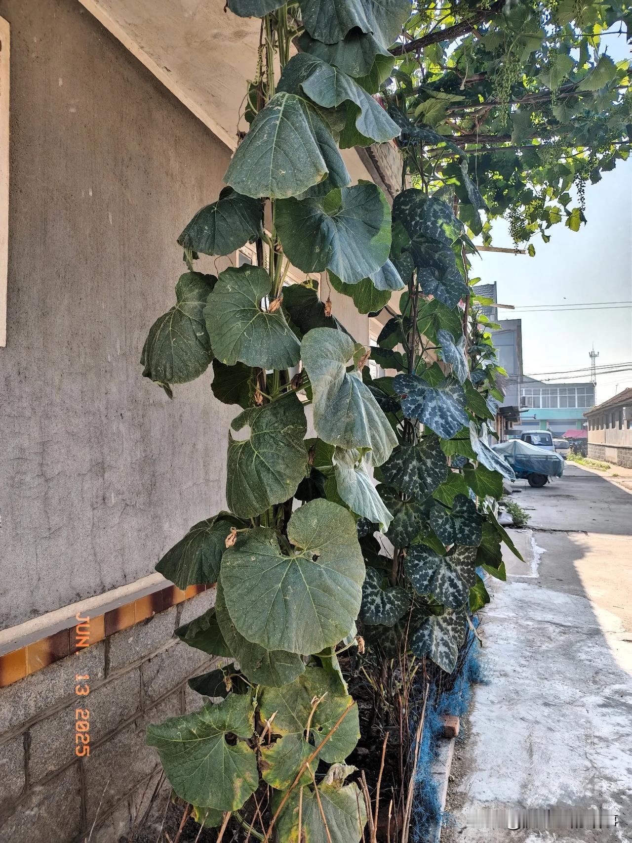 老家房子到底卖不卖？我很纠结。
昨天回老家办身份证，回了一趟老屋。
门口、院子里