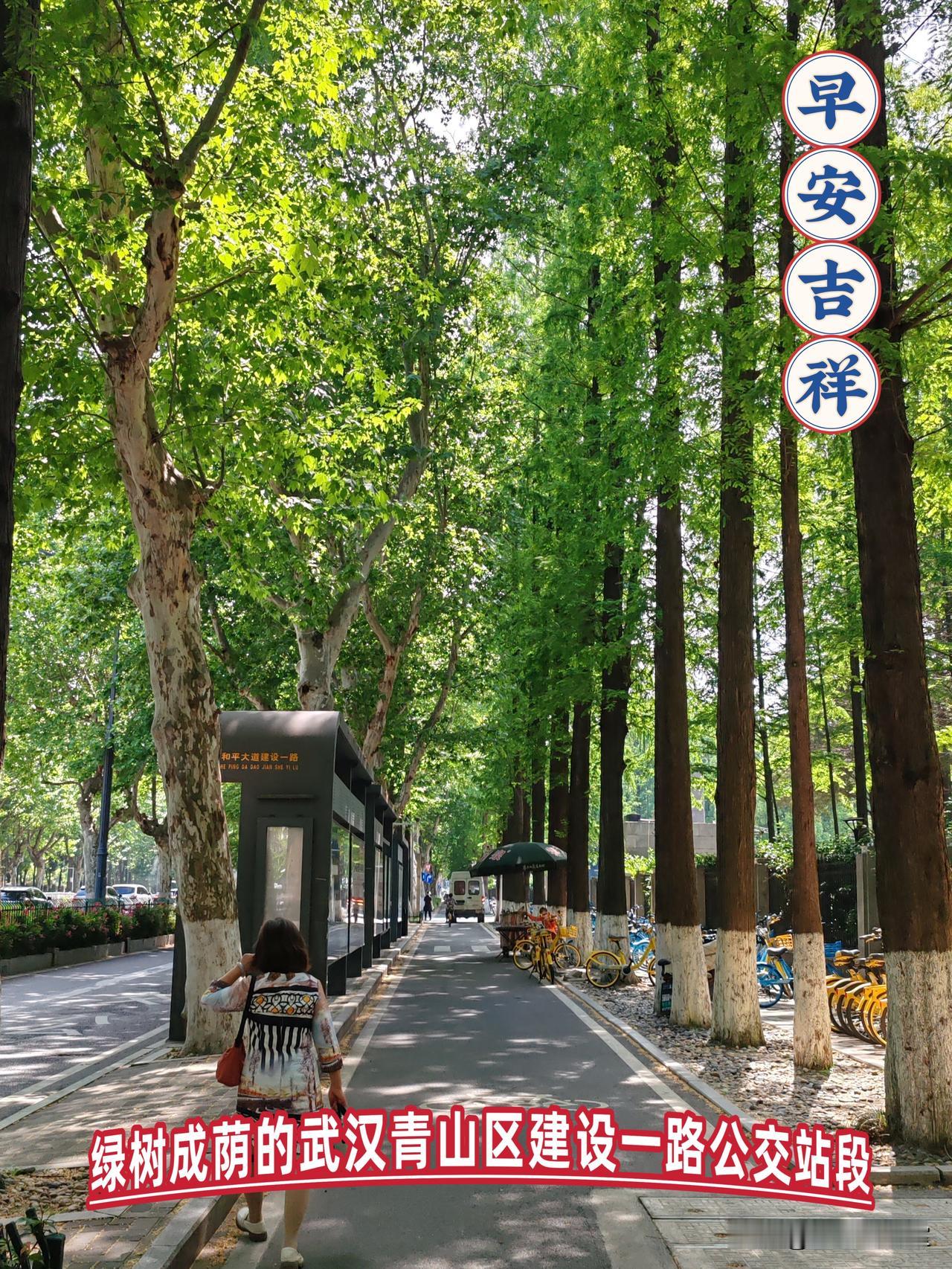 请大家欣赏武汉市青山区建设一路公交站公路两旁绿树成荫的图片！🍎🇨🇳🍎林荫