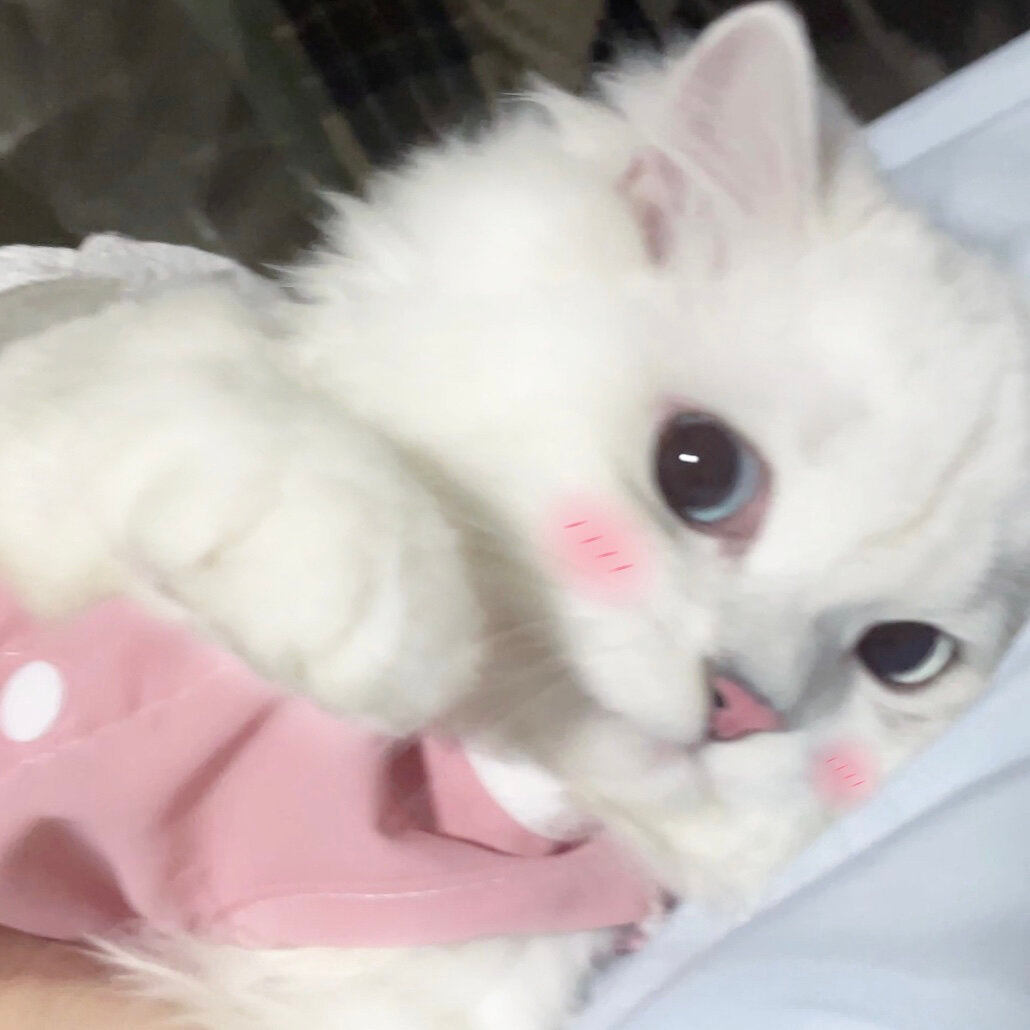 猫猫头像｜世界上不能没有哈基米[爱慕] ​​​