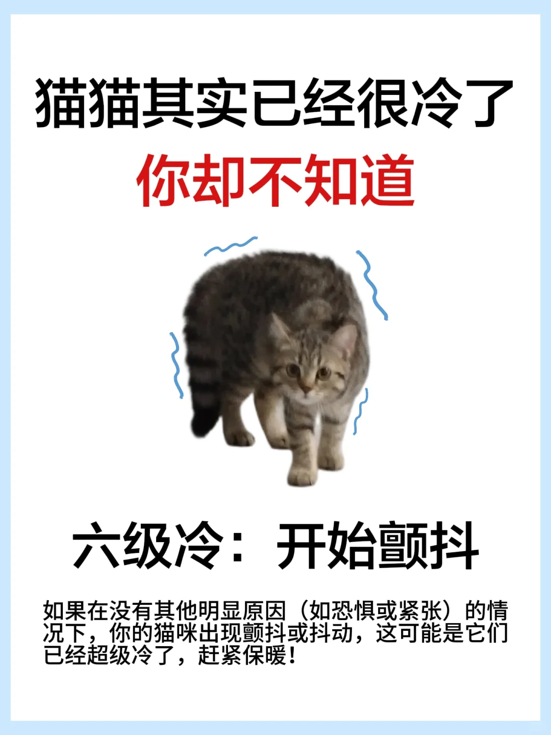 ❄️降温了！你家猫已经冷得不行了❗️