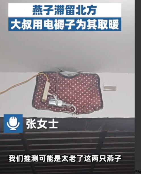 河北，两只“老燕子”无力南飞，留户主家过冬。没想到，户主老两口给两只燕子买了电褥