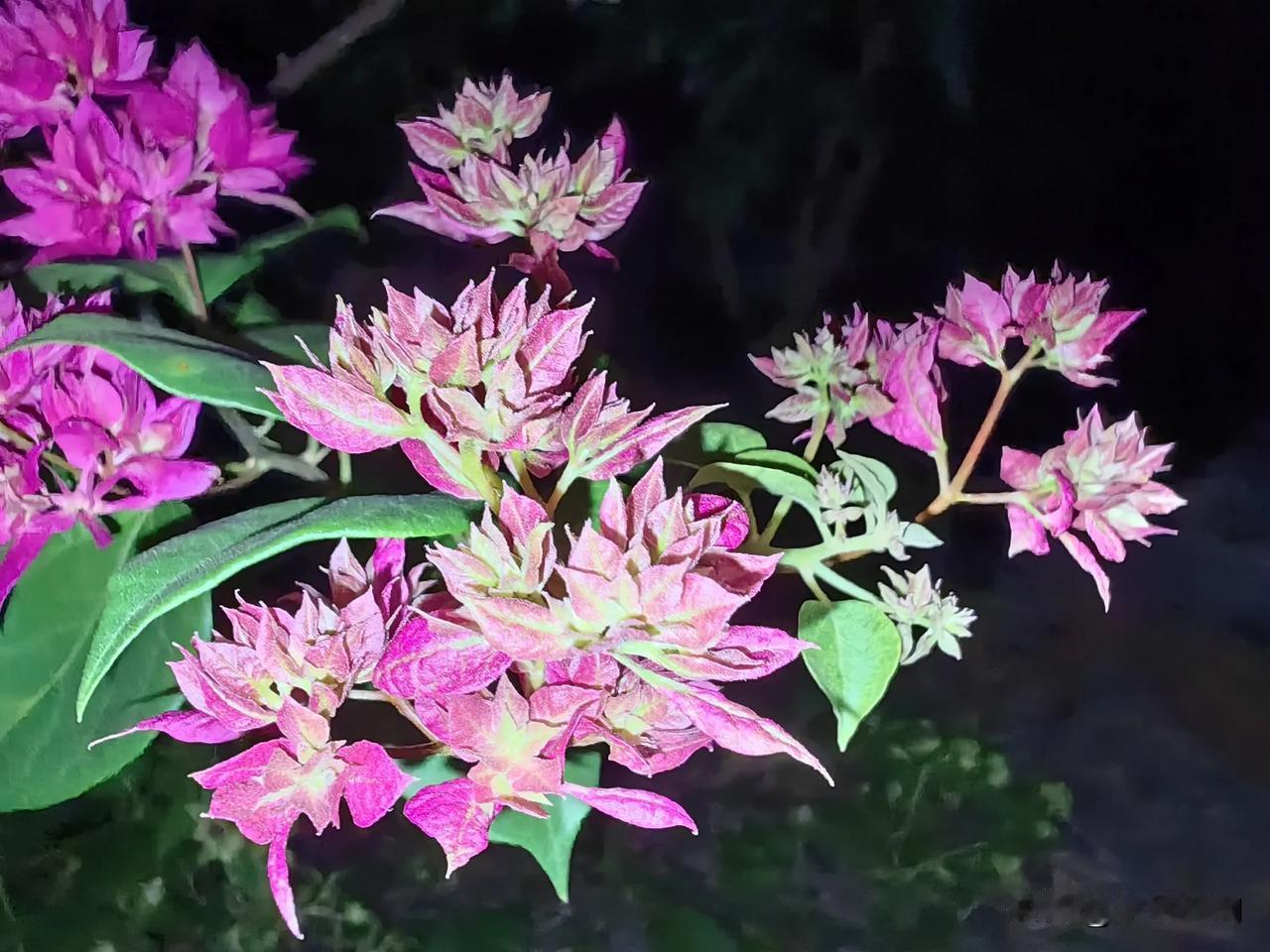 三角梅：夜深花静，微风拂面。手机随手拍秋花 好美的瑚藤花 缝隙绽放的花 盛开的凌