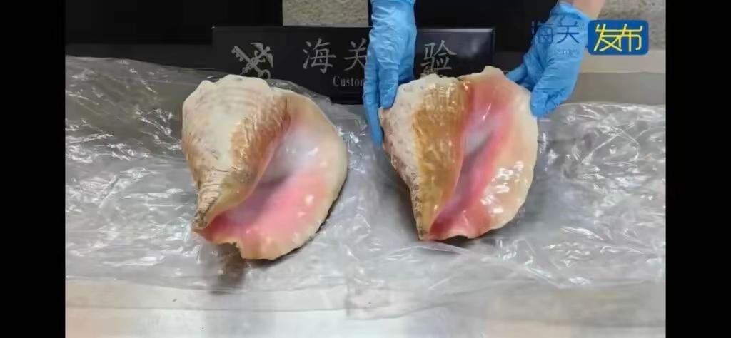 上海海关好伟大
查获2件疑似濒危螺壳制品
共重3.38千克，一不小心
上了头条的