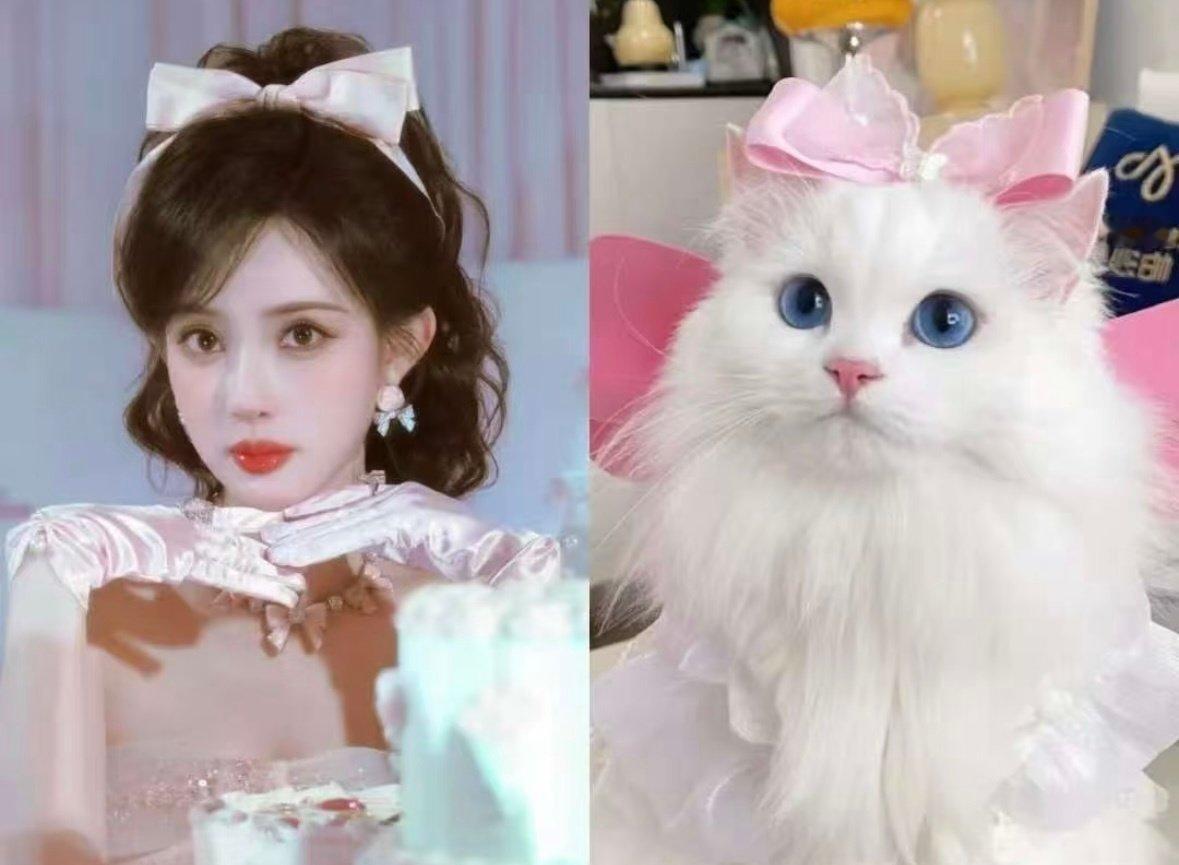 孟子义一只大布偶猫就这么缠了上去 孟子义你是一只特别可爱的布偶猫！ ​​​