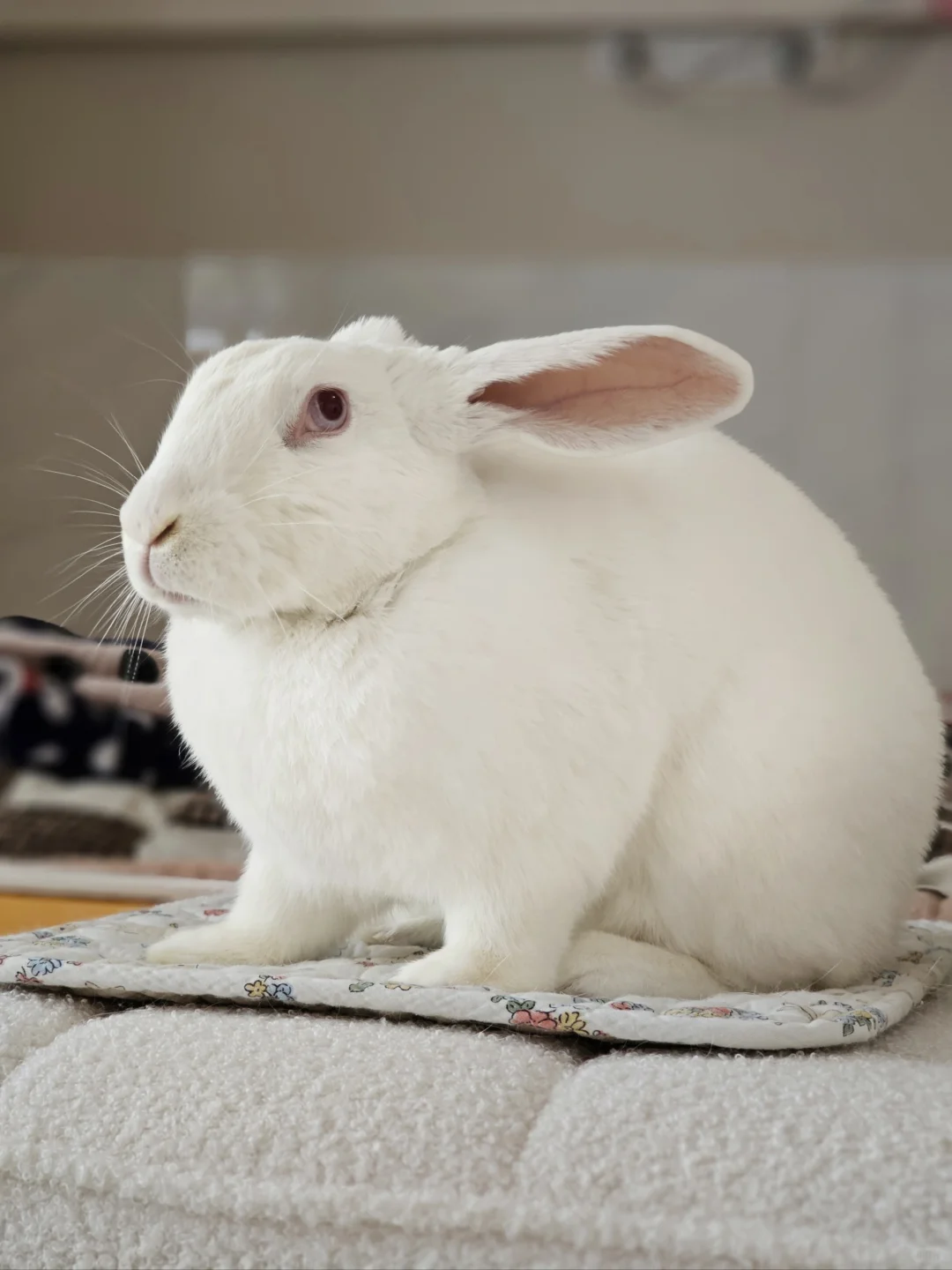 小兔不语，只是静静陪伴