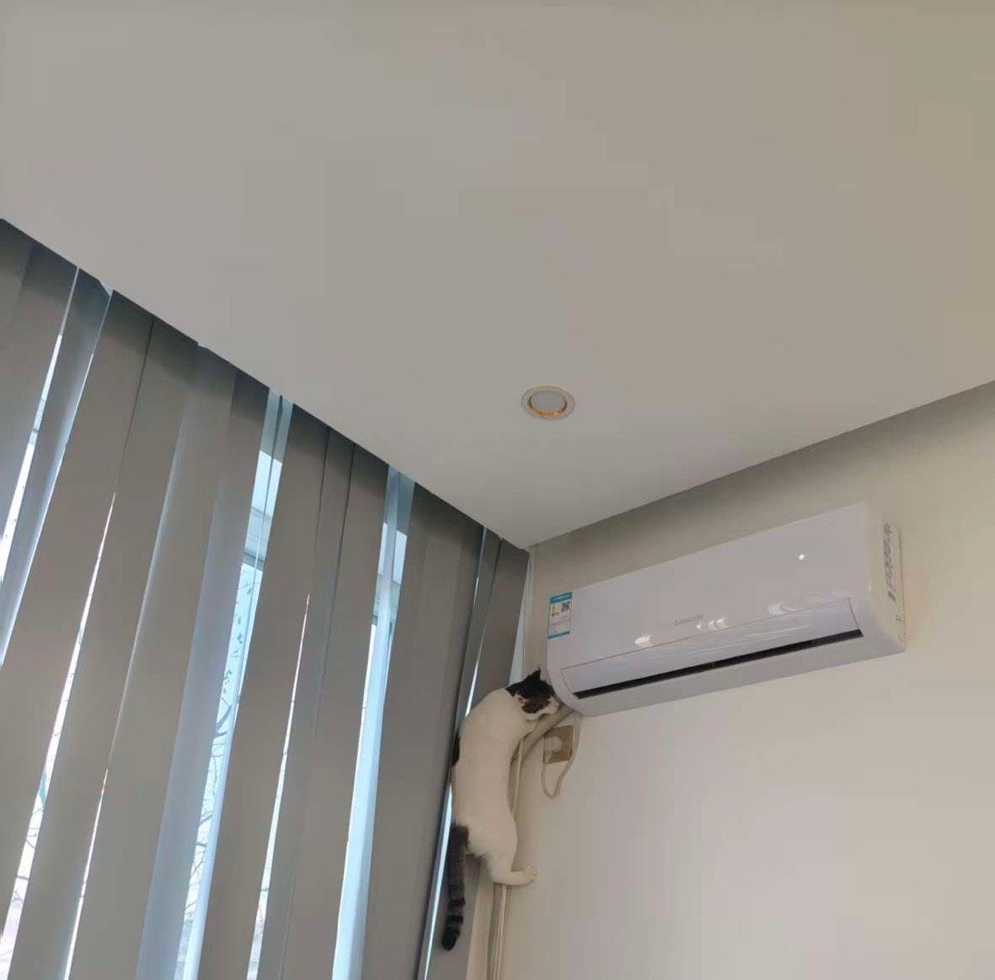 皮蛋的爸比是奶牛猫墨墨，所以，她真的有奶牛猫的“神经”基因。把咸蛋都带得比一般橘