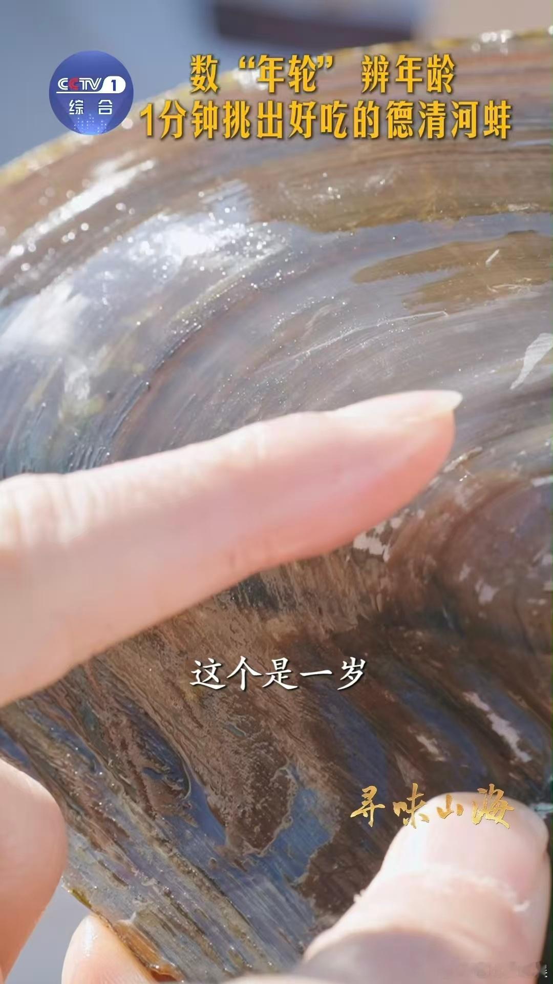 河蚌怎么溜达 谁能想到河蚌的“代步工具”是斧足！慢悠悠溜达的样子，简直萌化了！ 