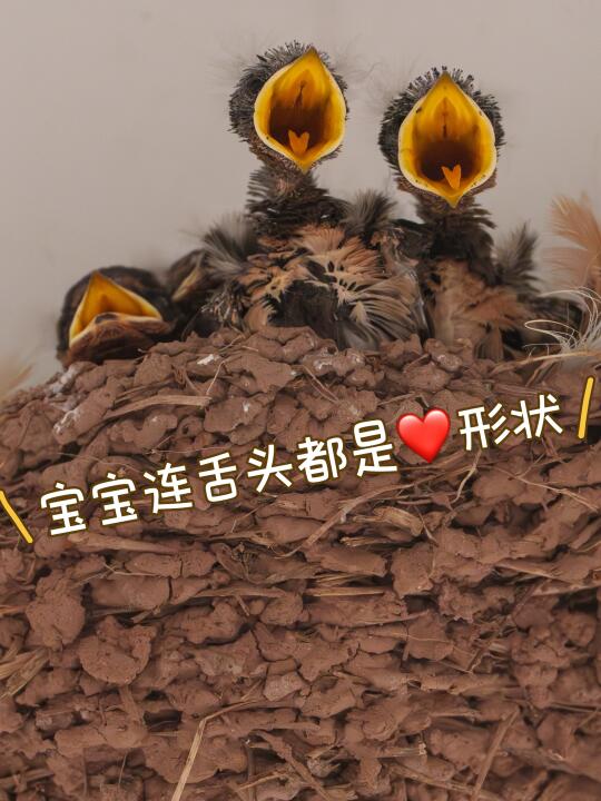 燕宝宝说饿了并掏出他❤️形状的舌头