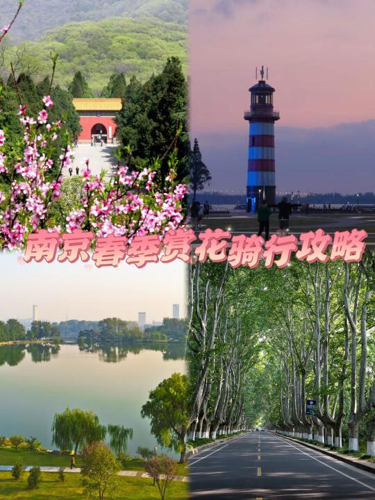 美哭了😭南京春季赏花骑行攻略🌸