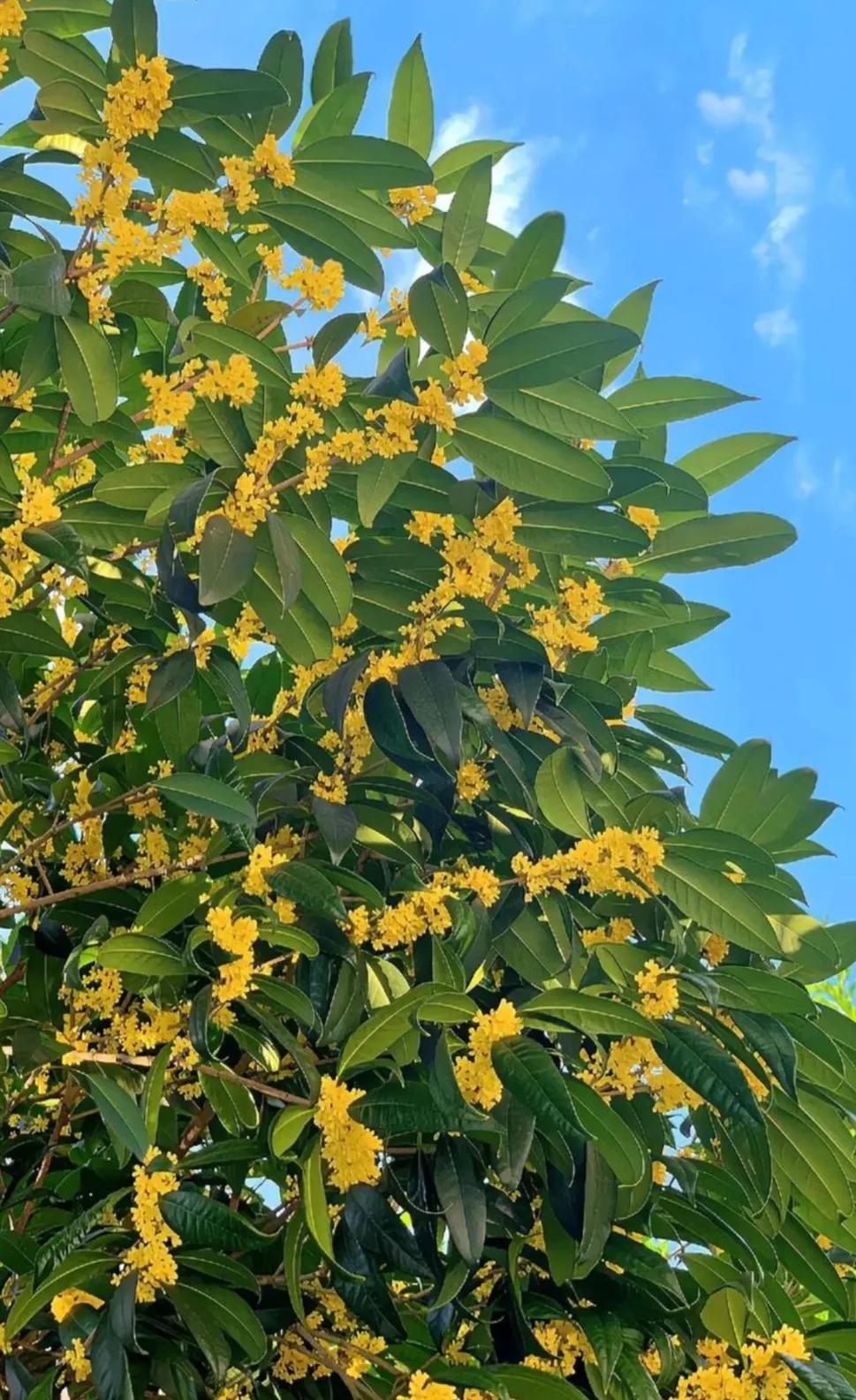 △中秋串亲忙△
🌸🍎🍃🍇
风送桂花满院香，
时觉中秋串亲忙。
孝敬姨娘刚