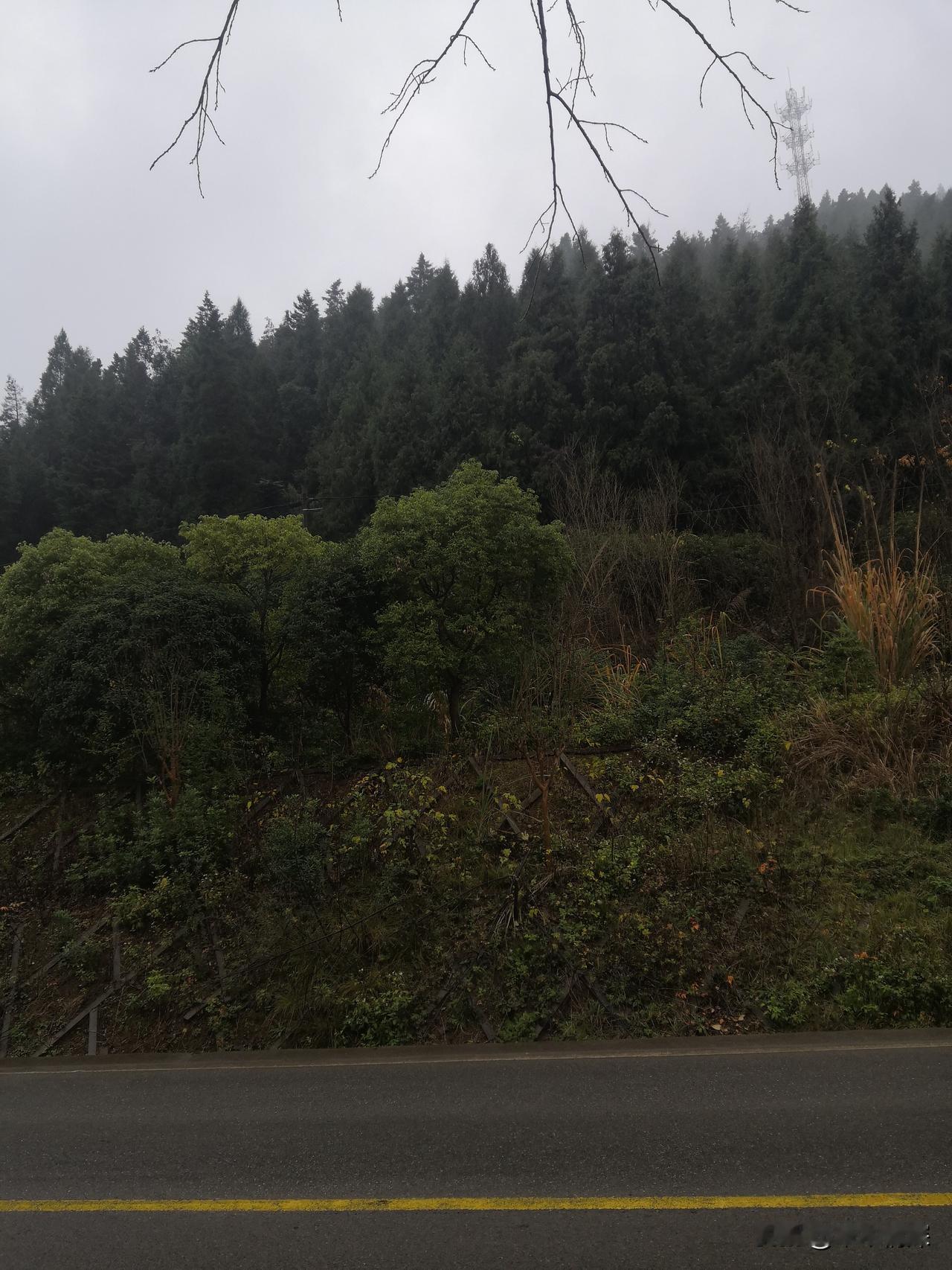 大山深处，一条宽阔的白油草路，从山间经过，把大山分成了两边，山坡上的树木都是绿油