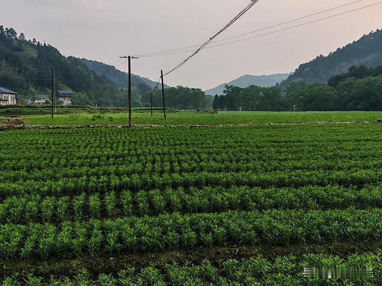 你认为农村发展最缺的是什么农村发展最缺的不是资源，而是人才回流与产业造血。基础设