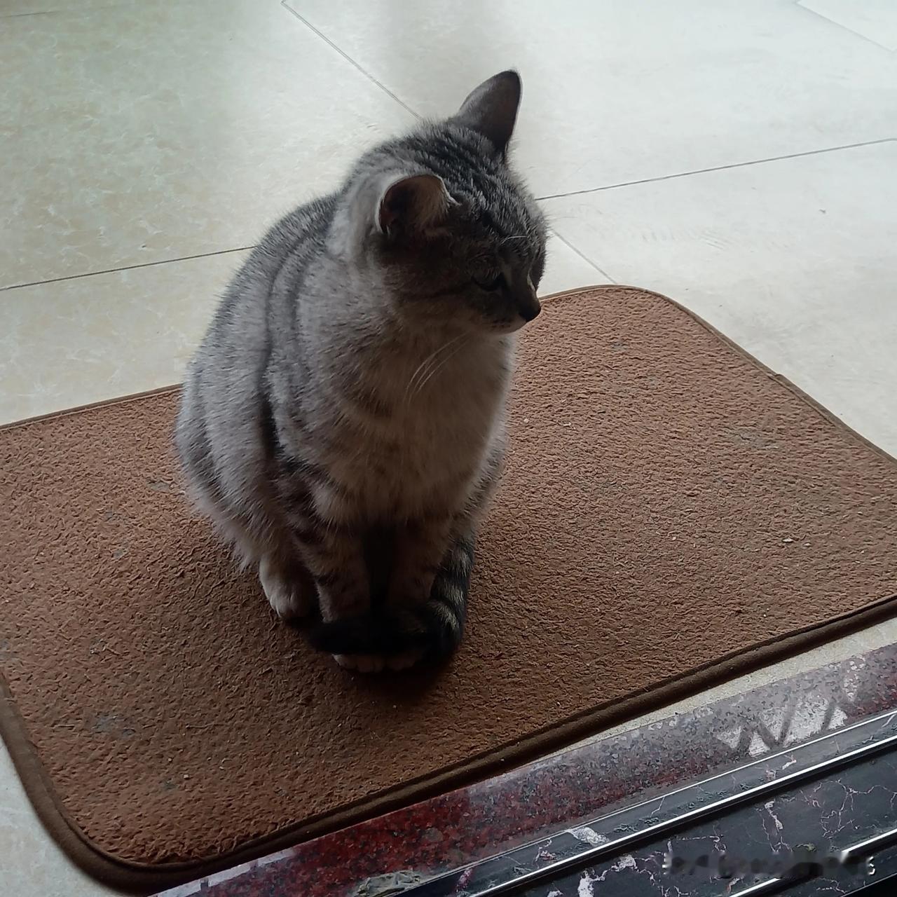 大家看看，我姨妈家的猫猫多可爱呀！这小家伙挺有个性的。
冬日生活打卡季 
动物