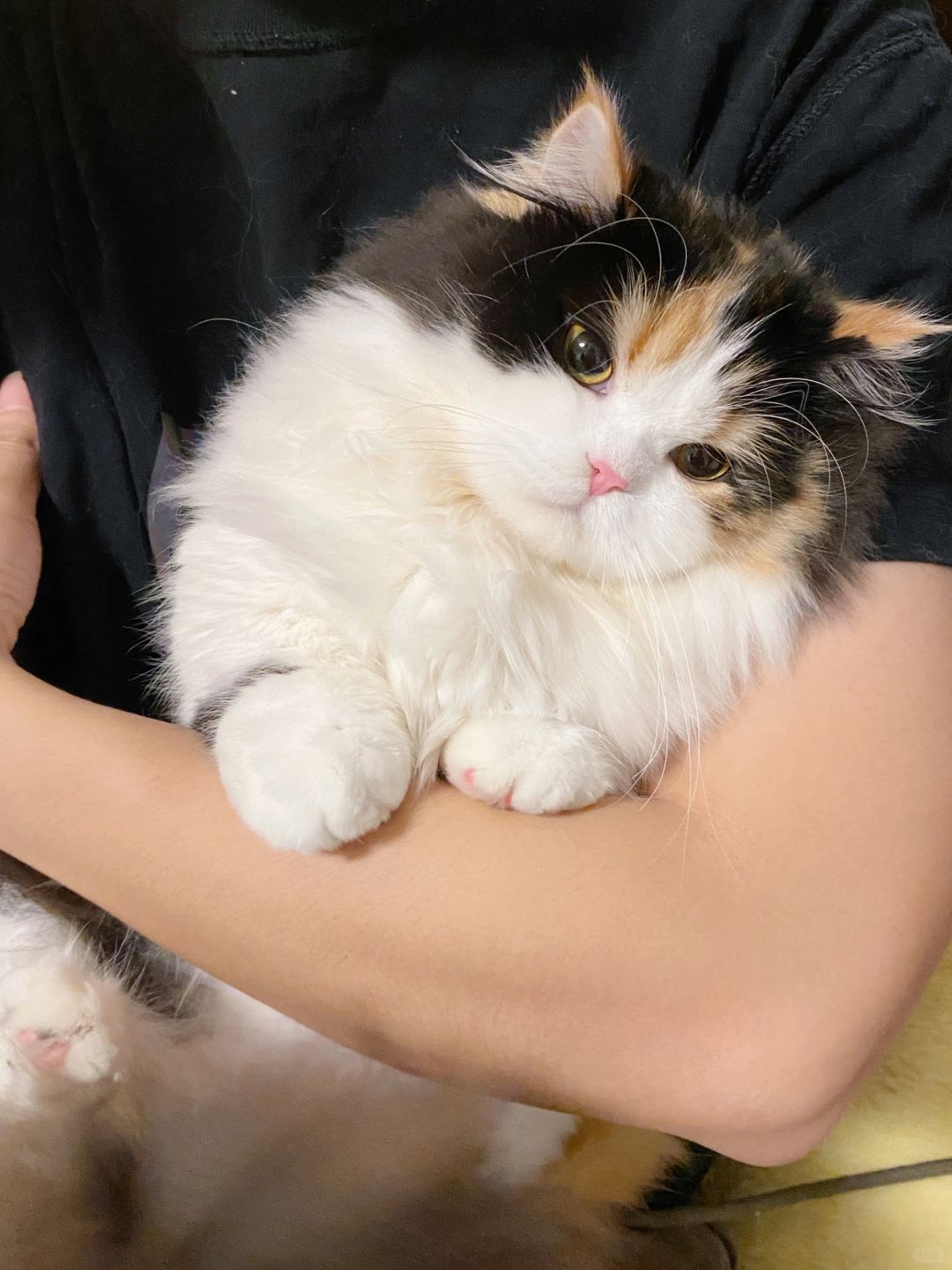 女友回家过年，留下她的小猫天天黏我