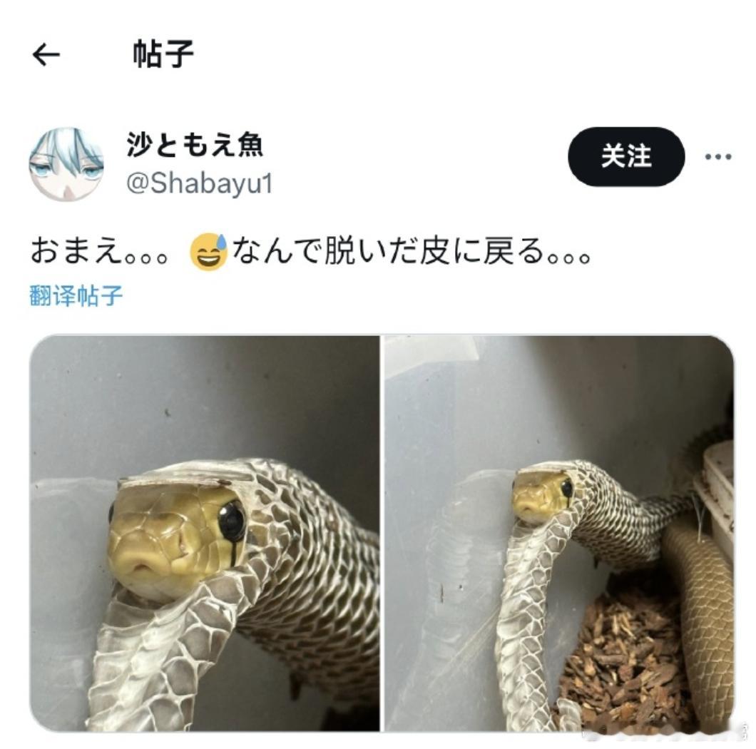 【有蛇🐍警告⚠️】好家伙，你为啥脱了皮，又钻回自己的皮里？[允悲]     