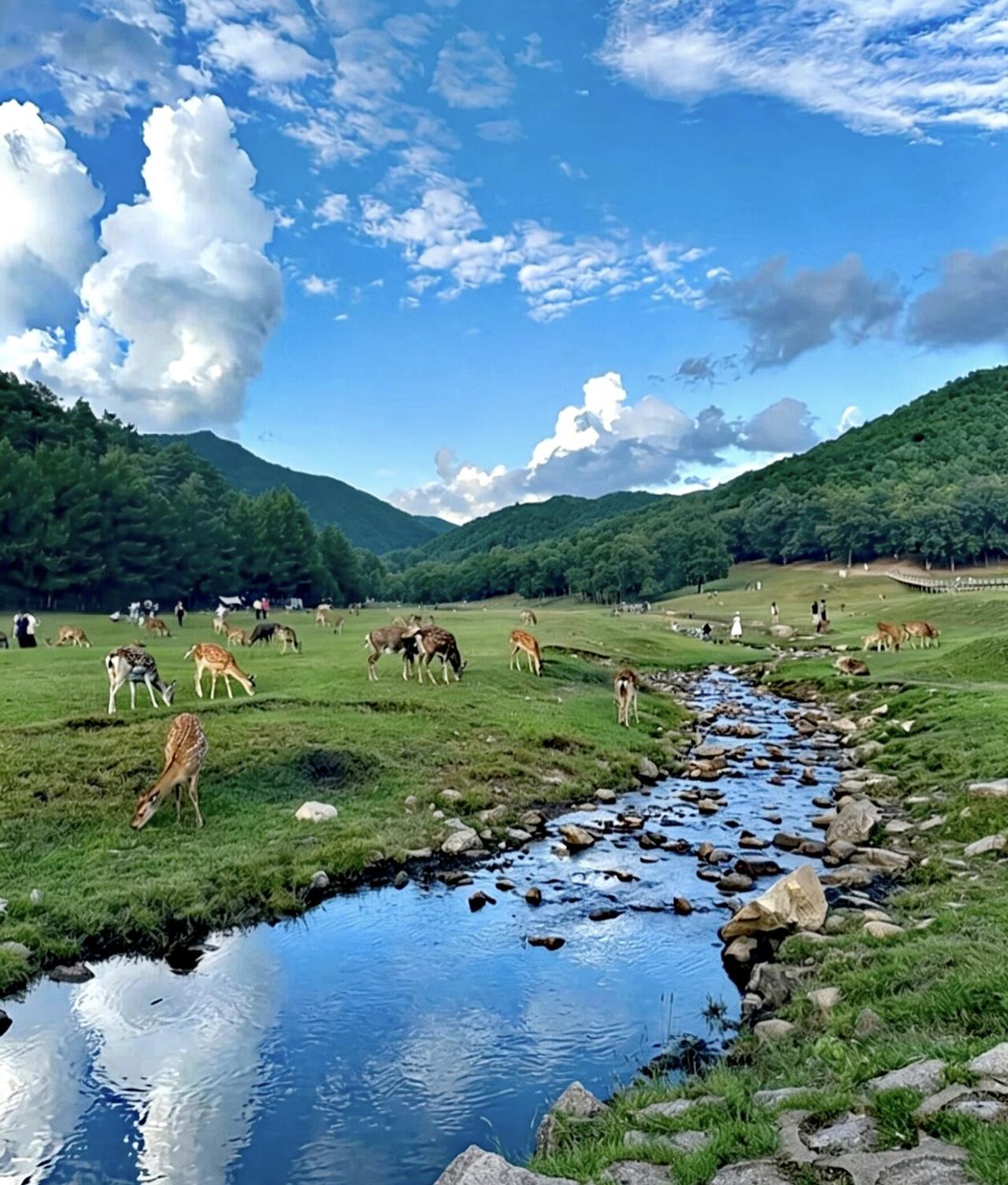 每年盛夏，川渝都会开启“蒸笼模式”，闷热潮湿的天气让人喘不过气。反观东北伊春，堪