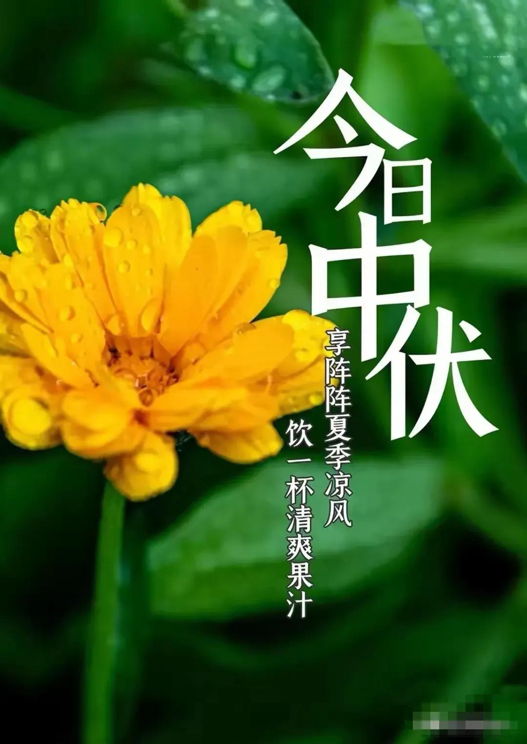 今日中伏，一年当中最炎热的时候到来，让我们一起来经受夏日的考验吧，愿美好如期而至