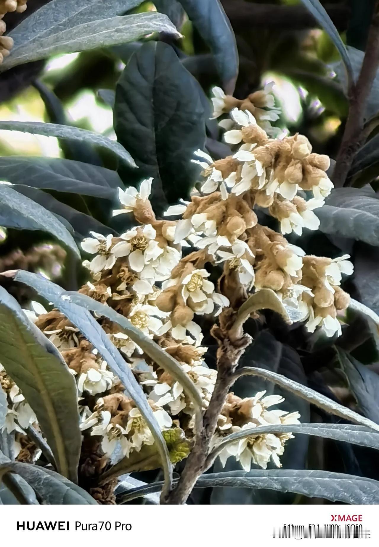 只有你，在冬天的冷风中绽放，完成生命中重要的花芽分化！对是枇杷，不是奇葩！